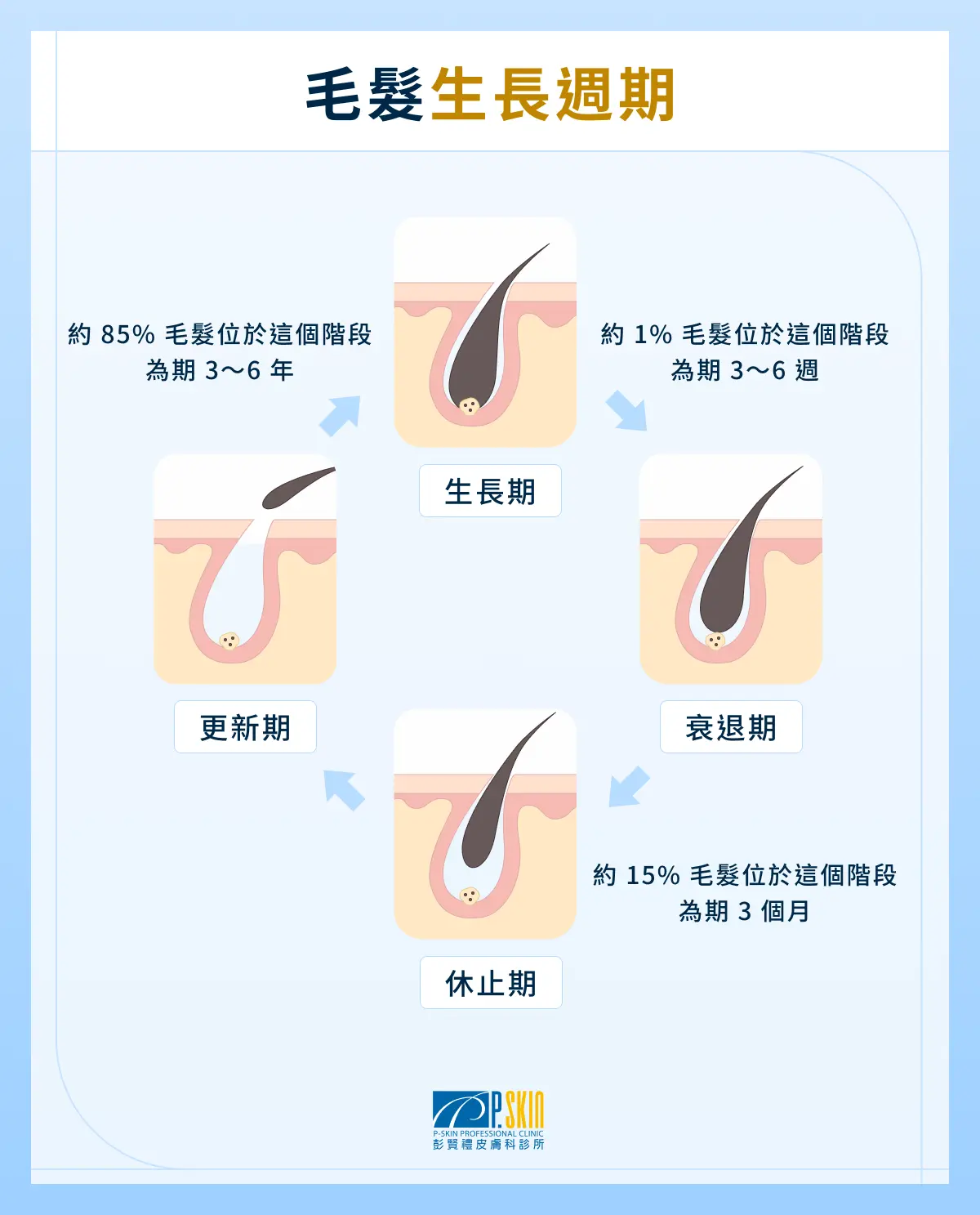 毛髮生長週期